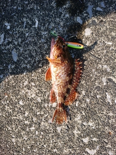 アラカブの釣果