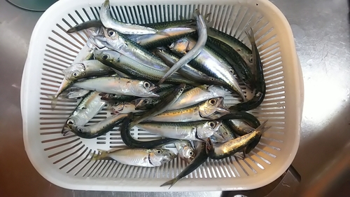 マサバの釣果