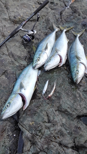 ワカナゴの釣果