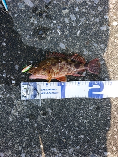 アラカブの釣果