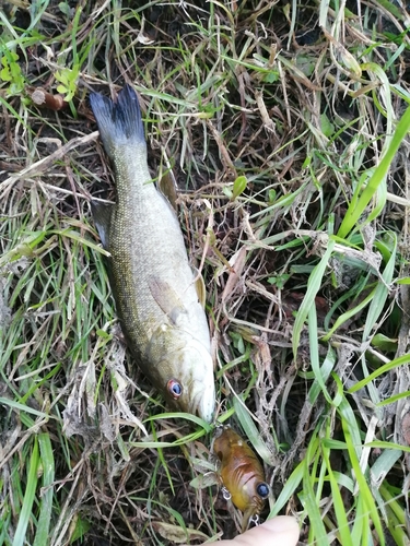 スモールマウスバスの釣果