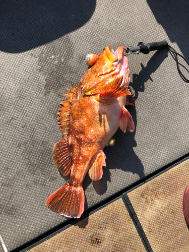 ウッカリカサゴの釣果