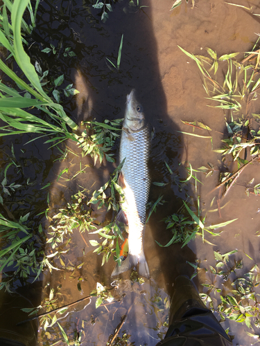 コイの釣果