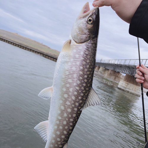 アメマスの釣果