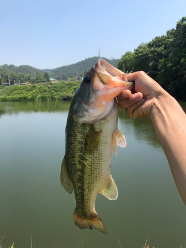 ブラックバスの釣果