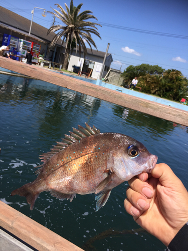 タイの釣果