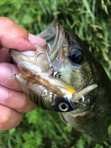 ブラックバスの釣果