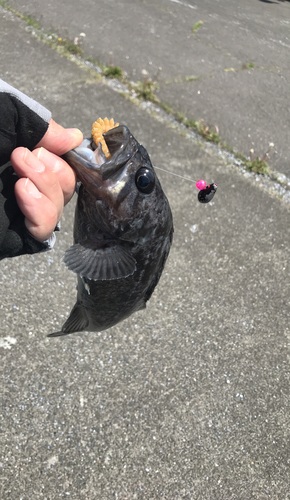 クロソイの釣果