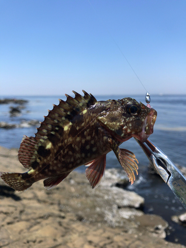 ガシラの釣果