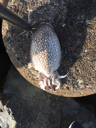 シリヤケイカの釣果