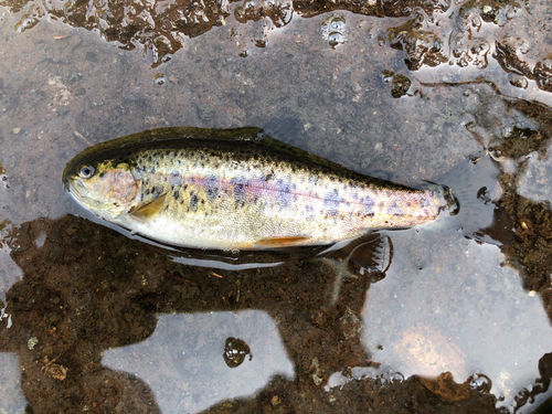 ヤマメの釣果