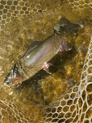 ニジマスの釣果