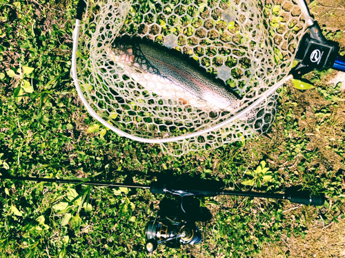 ニジマスの釣果