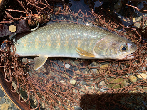 イワナの釣果