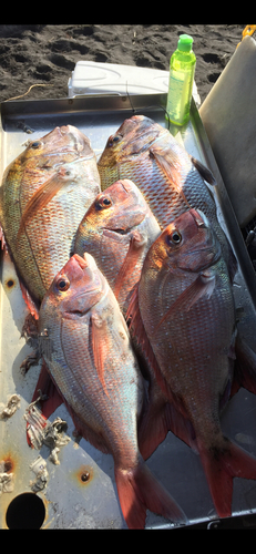 マダイの釣果