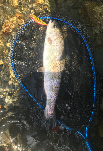 ニジマスの釣果