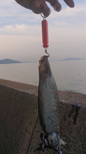 シリヤケイカの釣果