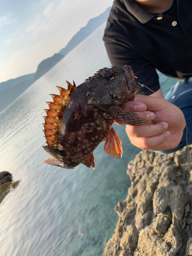 アラカブの釣果