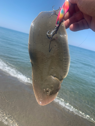 シタビラメの釣果