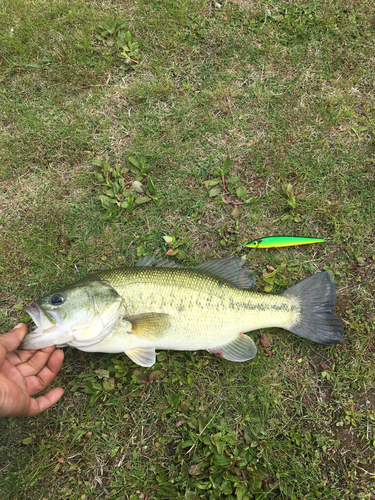 釣果