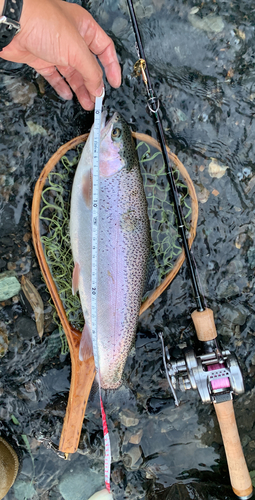 ニジマスの釣果