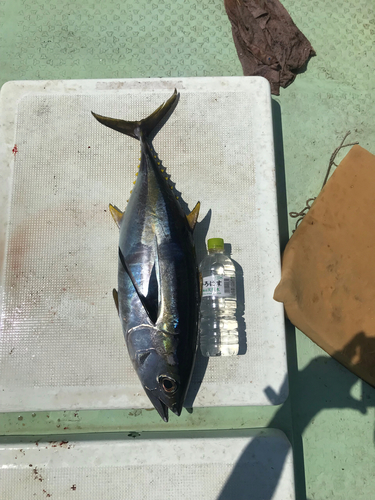 キハダマグロの釣果