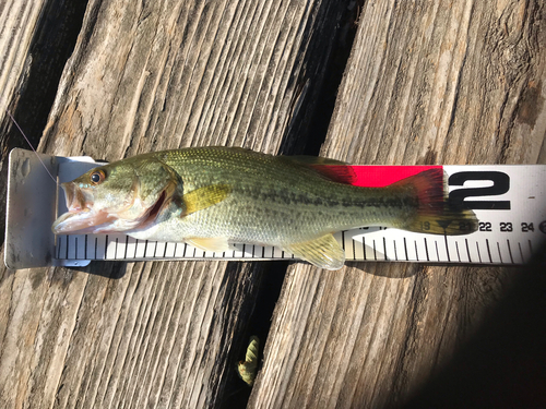 ブラックバスの釣果