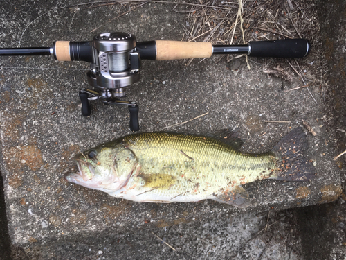 ブラックバスの釣果