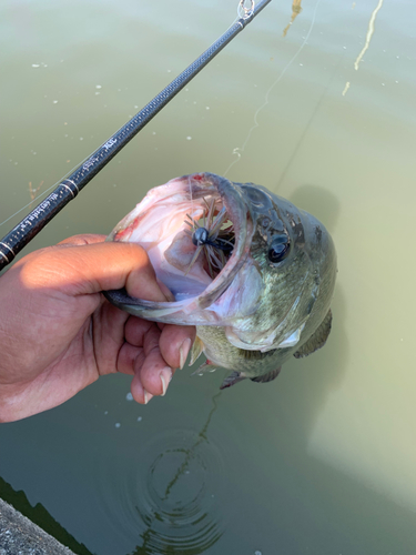 ラージマウスバスの釣果