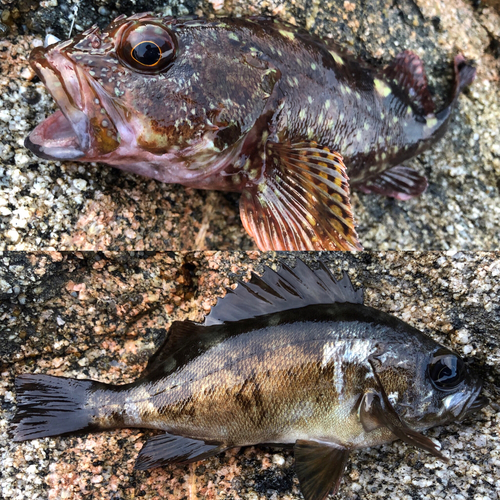 アラカブの釣果