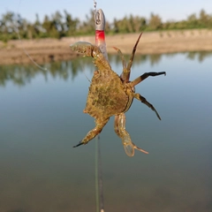 カニの釣果