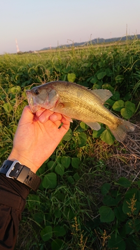 ラージマウスバスの釣果