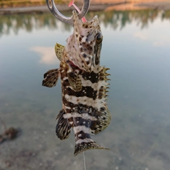 マダラハタの釣果