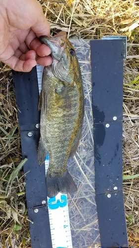 スモールマウスバスの釣果