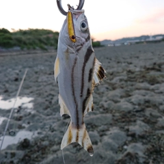 クワガナーの釣果