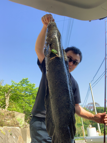 ライギョの釣果