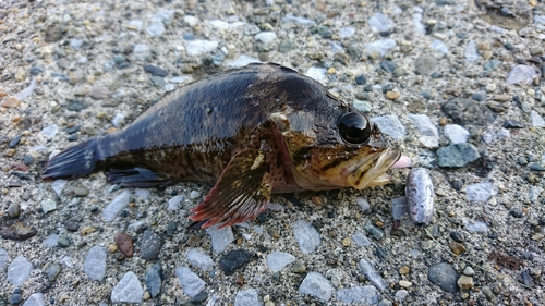 ムラソイの釣果