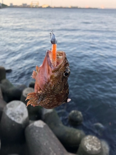 カサゴの釣果