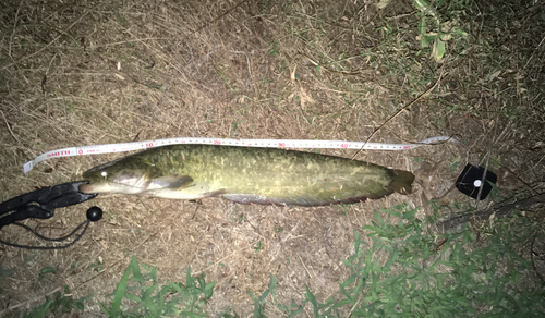 ナマズの釣果