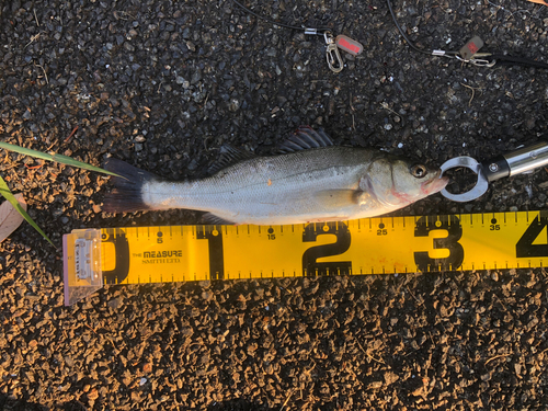 フッコ（マルスズキ）の釣果