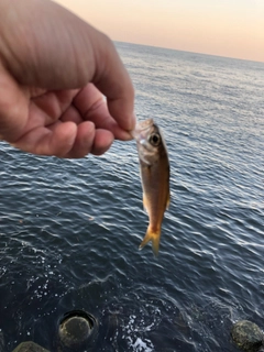 クロムツの釣果