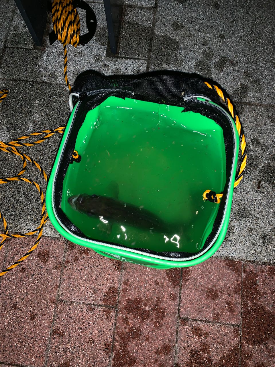 セイゴ（マルスズキ）