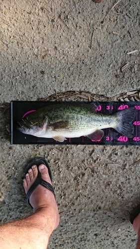 ブラックバスの釣果