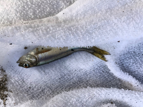 カワムツの釣果