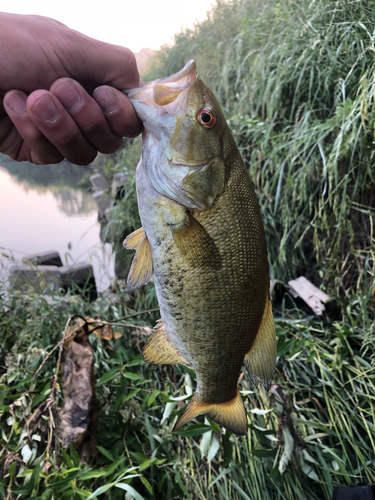 スモールマウスバスの釣果