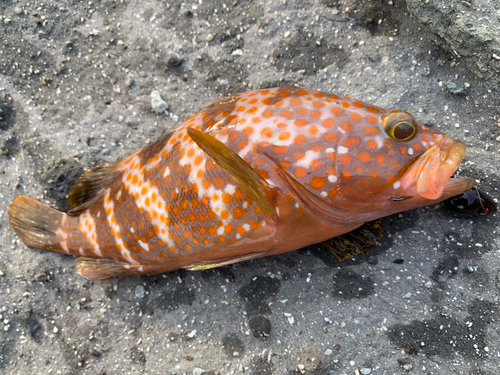 アコウの釣果