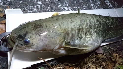 ナマズの釣果