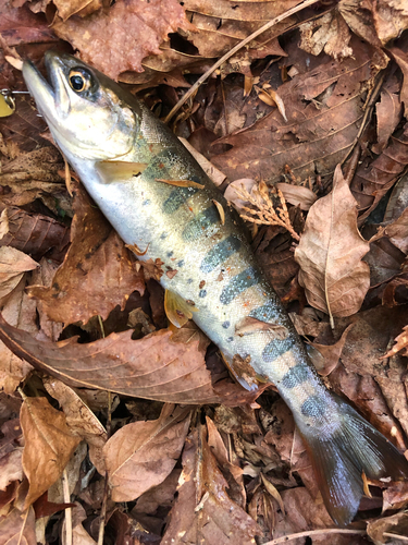 アマゴの釣果