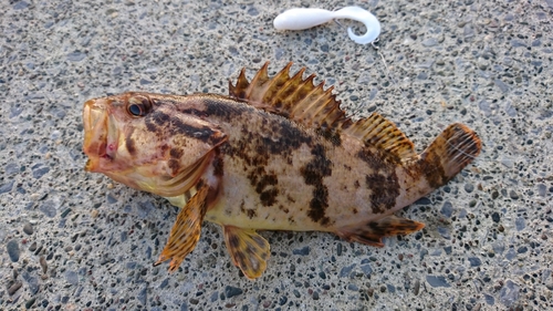 ベッコウゾイの釣果