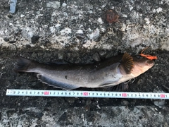 アイナメの釣果